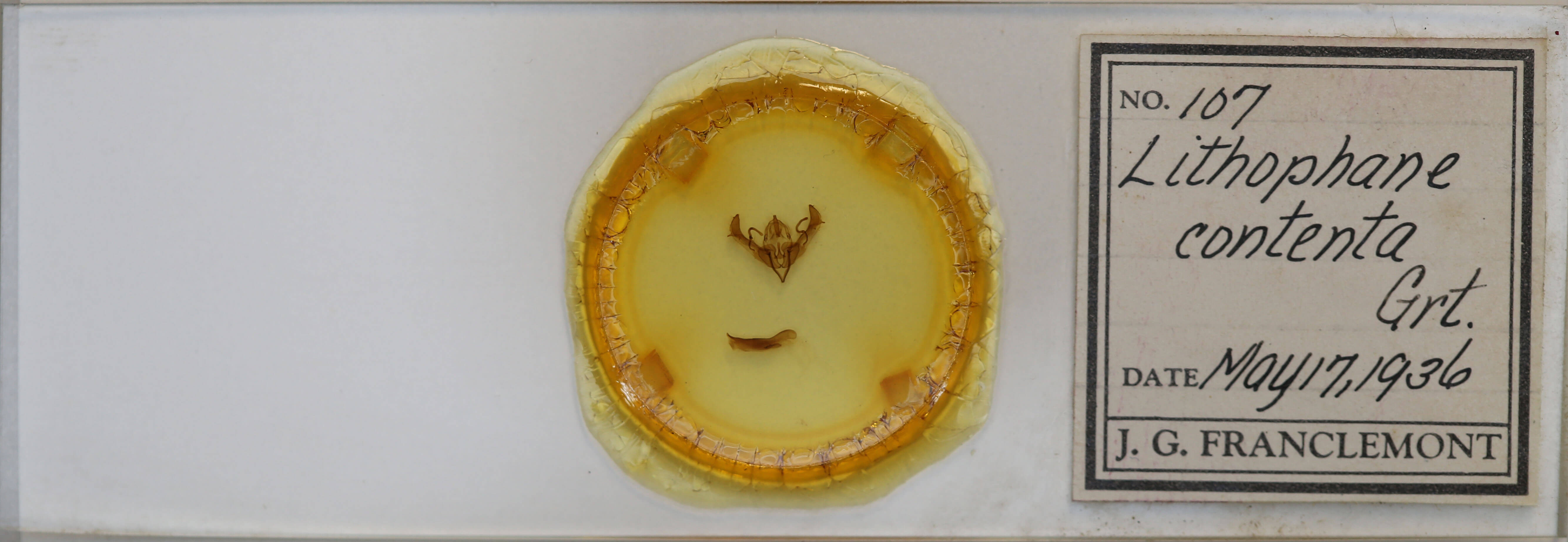 slide view of adult Lithophane contenta