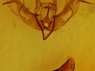 genitalia view of adult Lithophane ornitopus