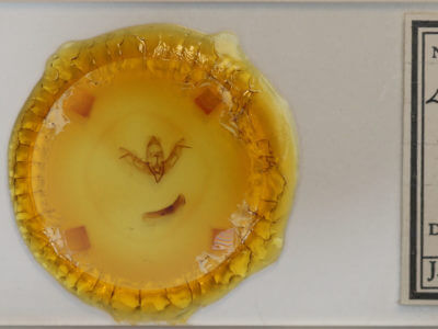 slide view of adult Lithophane ornitopus