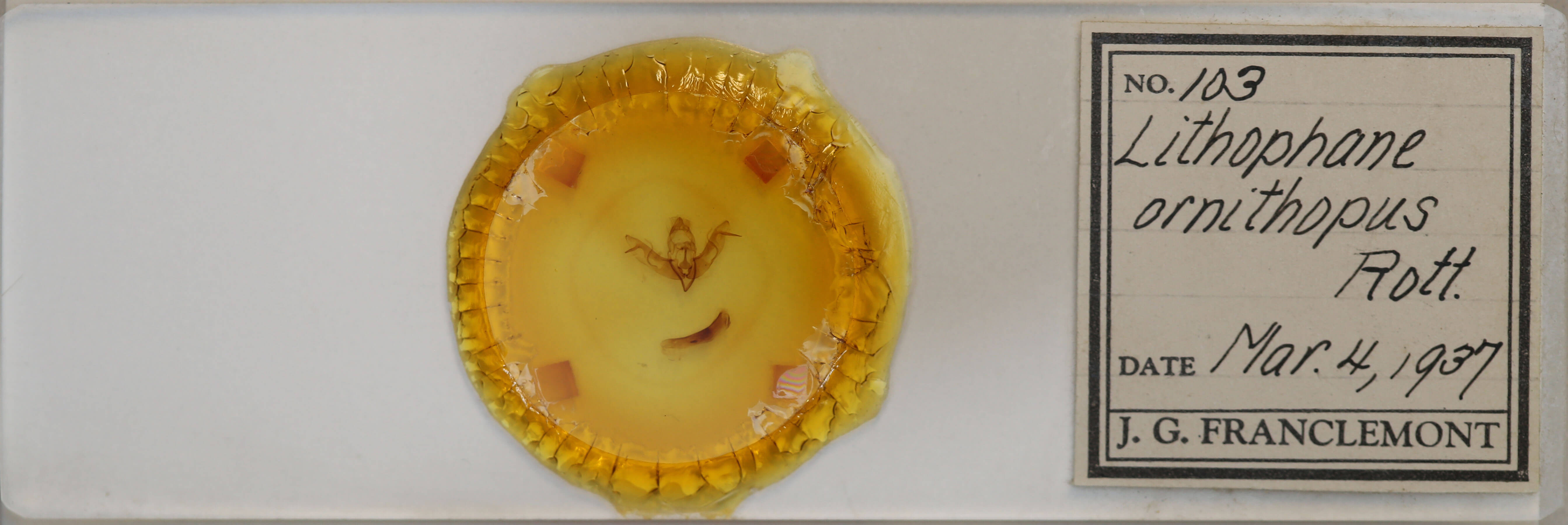 slide view of adult Lithophane ornitopus