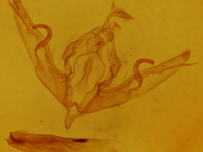 genitalia view of adult Lithophane patefacta