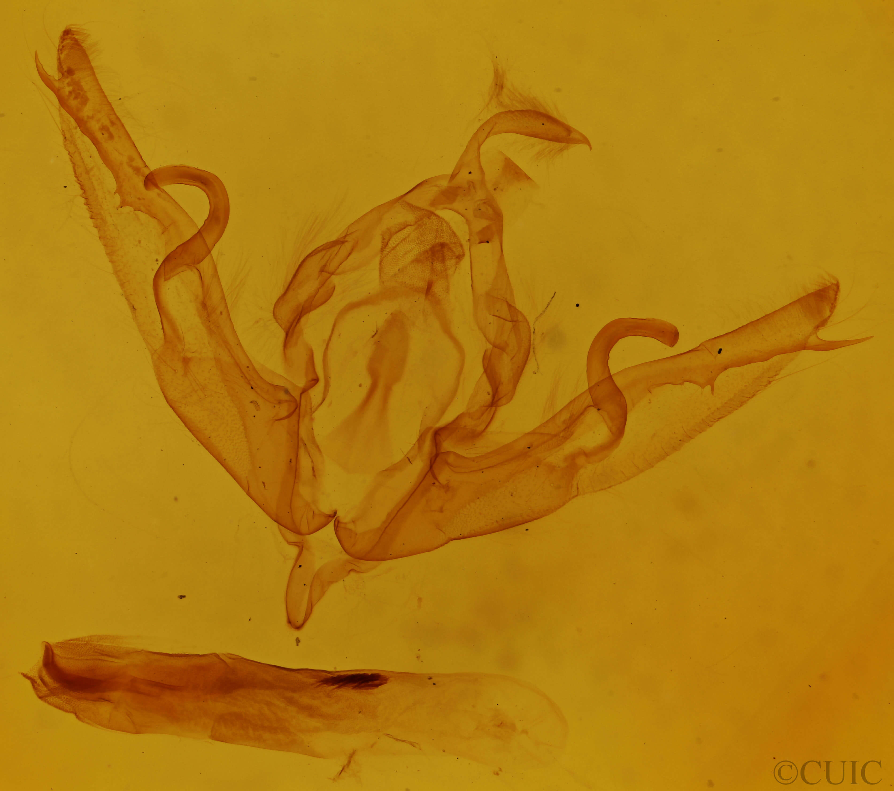genitalia view of adult Lithophane patefacta