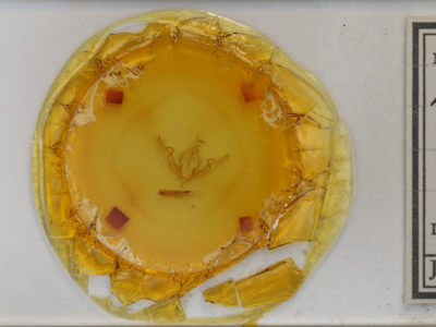 slide view of adult Lithophane patefacta