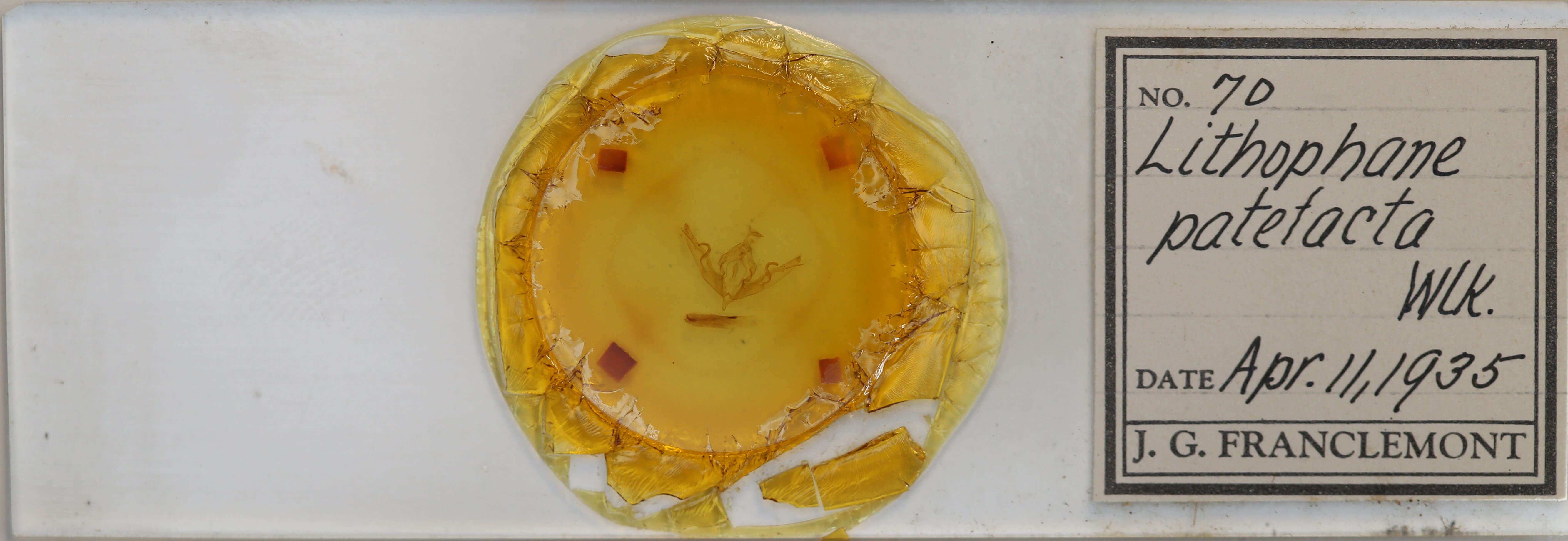 slide view of adult Lithophane patefacta