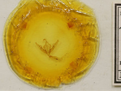 slide view of adult Lithophane petulca