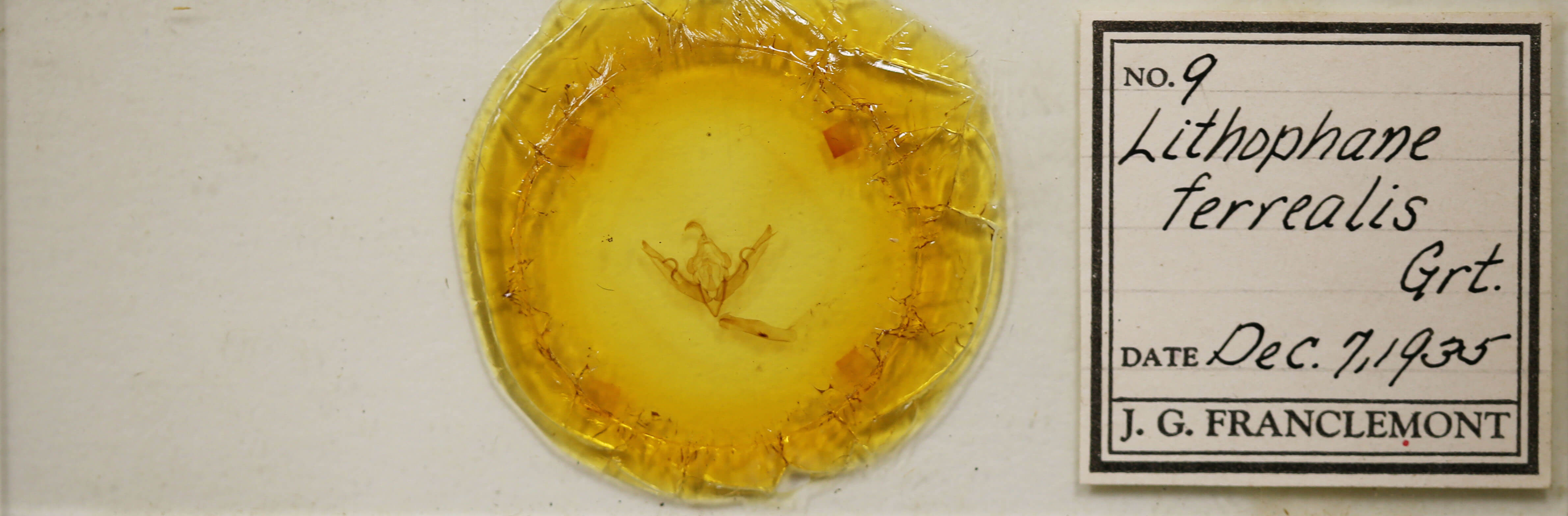 slide view of adult Lithophane petulca