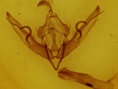 genitalia view of adult Lithophane petulca