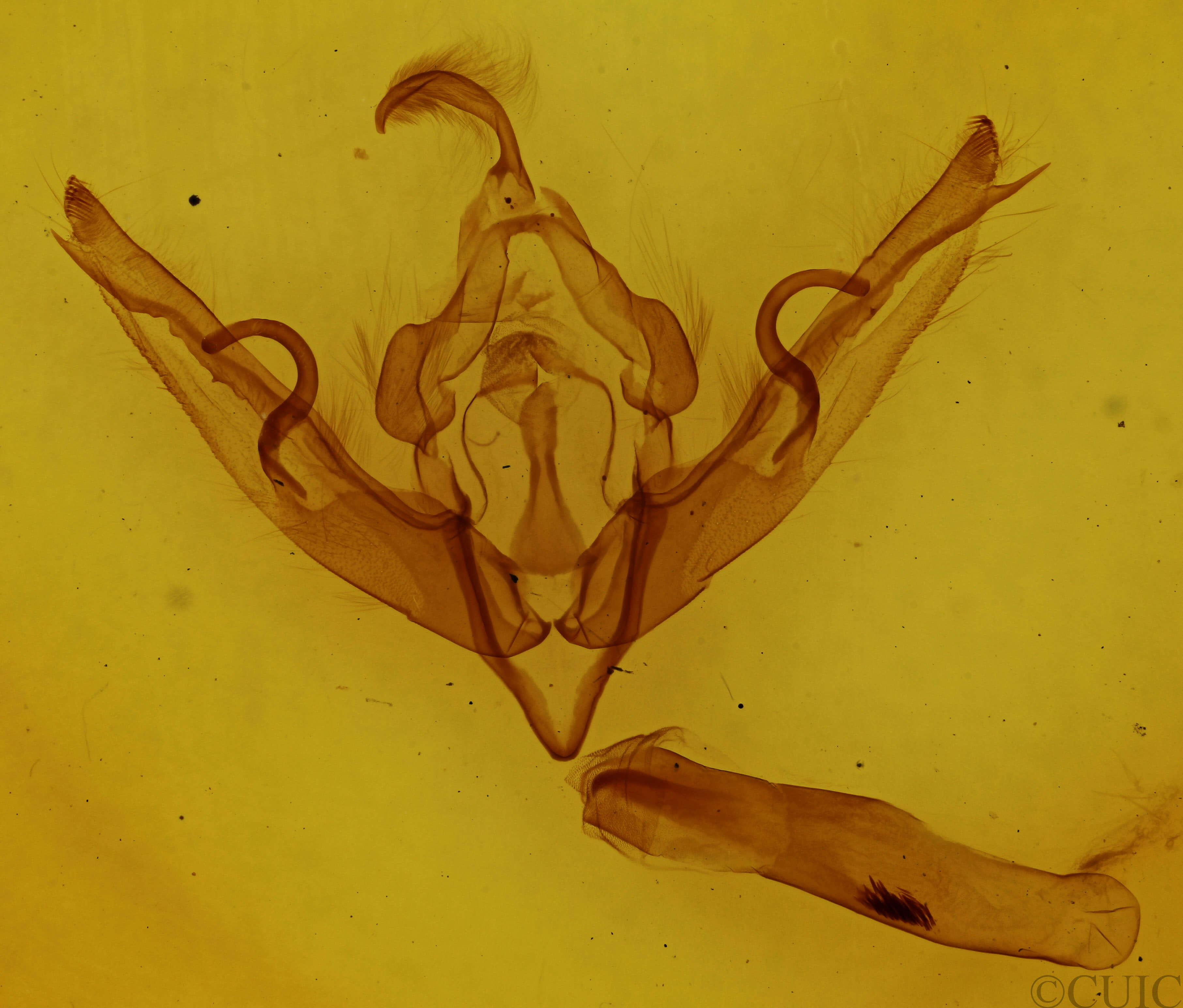 genitalia view of adult Lithophane petulca