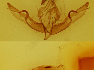 genitalia view of adult Lithophane petulca