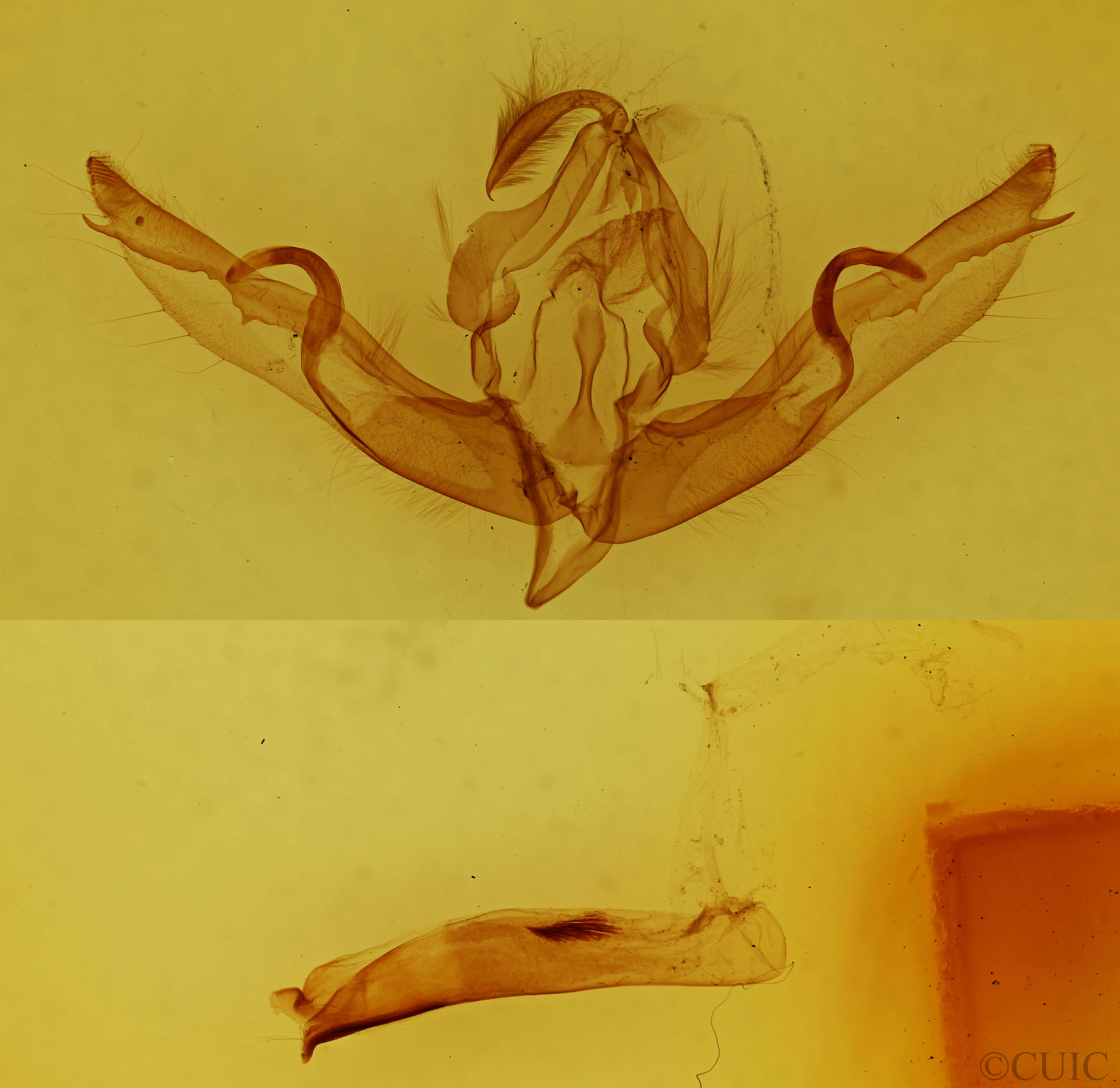 genitalia view of adult Lithophane petulca