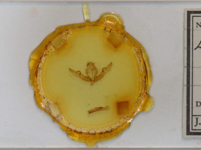 slide view of adult Lithophane petulca