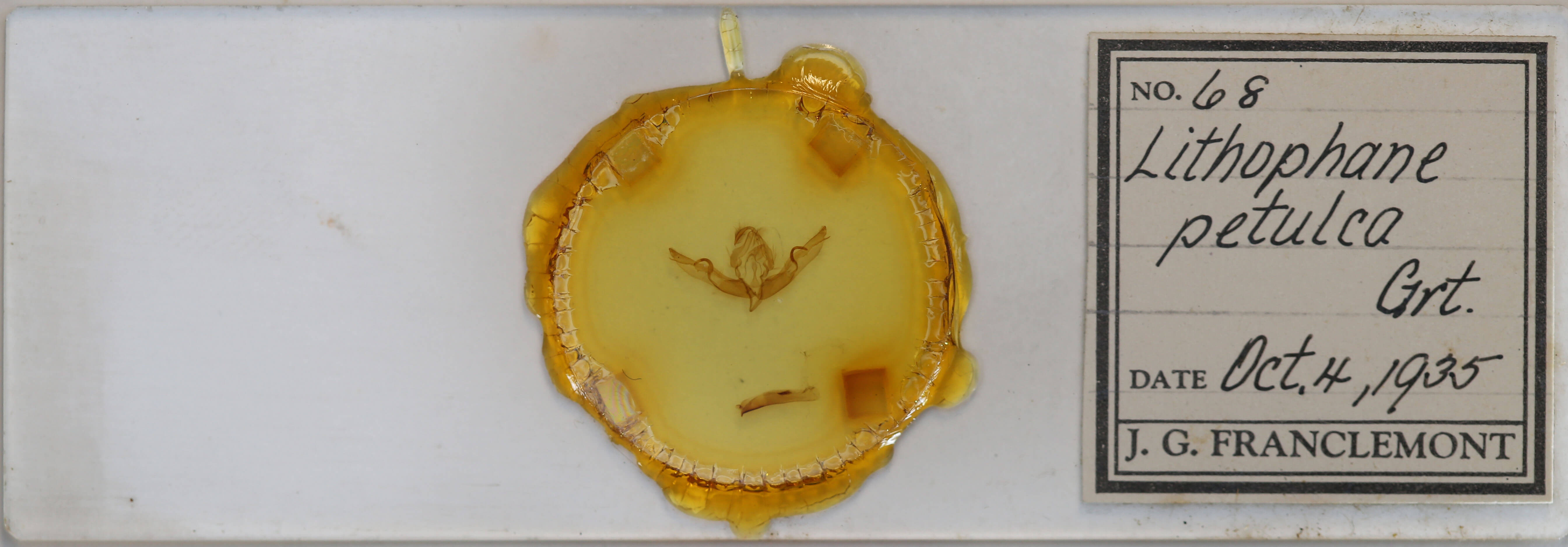 slide view of adult Lithophane petulca