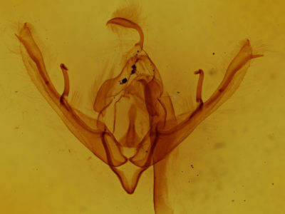 genitalia view of adult Lithophane semiusta