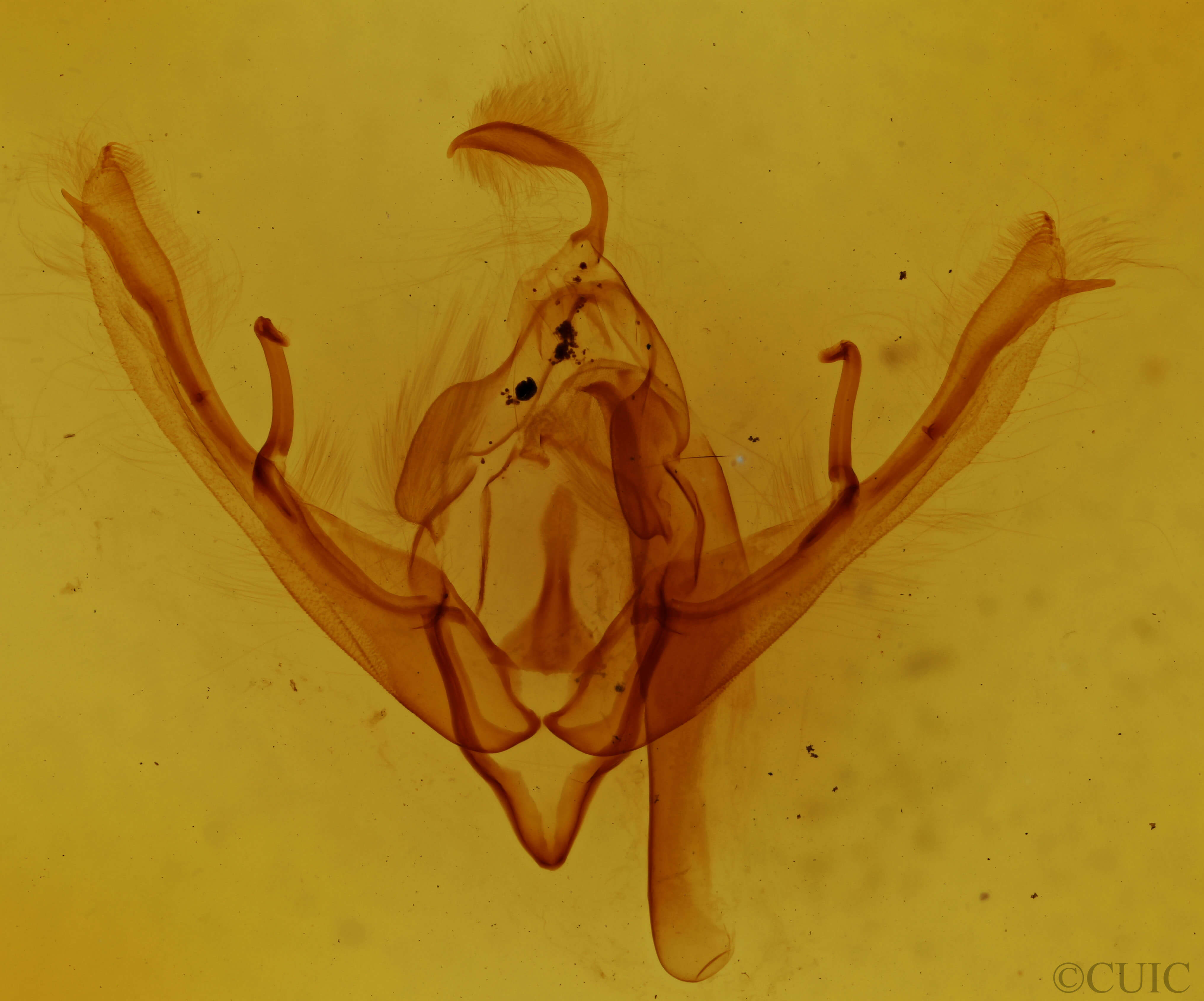 genitalia view of adult Lithophane semiusta