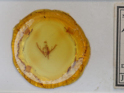 slide view of adult Lithophane semiusta