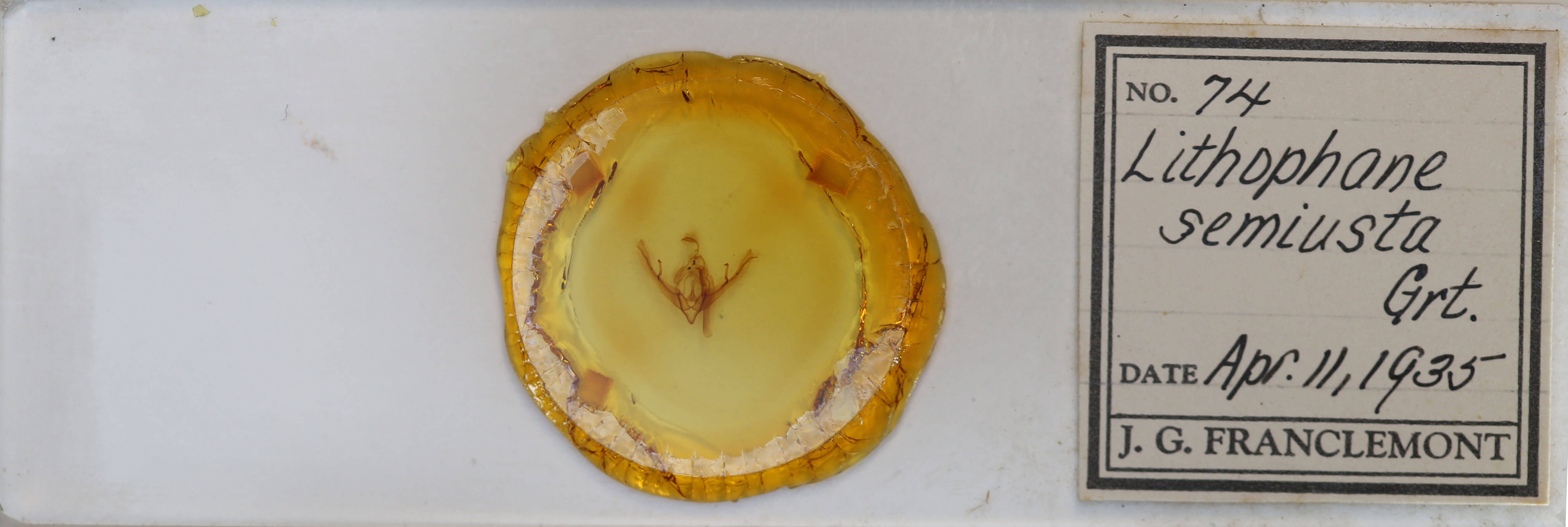 slide view of adult Lithophane semiusta