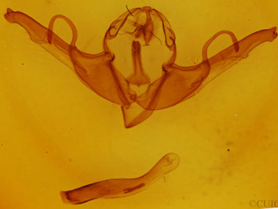 genitalia view of adult Lithophane unimoda