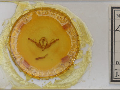 slide view of adult Lithophane unimoda