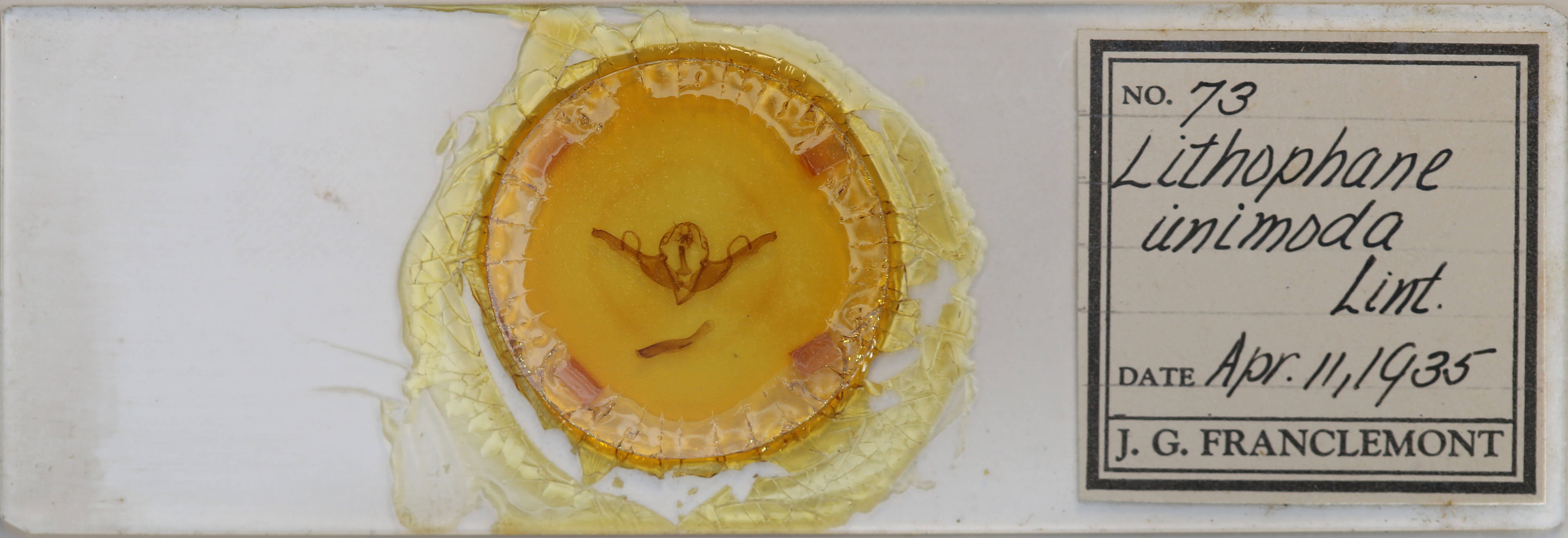 slide view of adult Lithophane unimoda