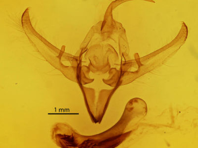 genitalia view of adult Meganephria bimaculosa