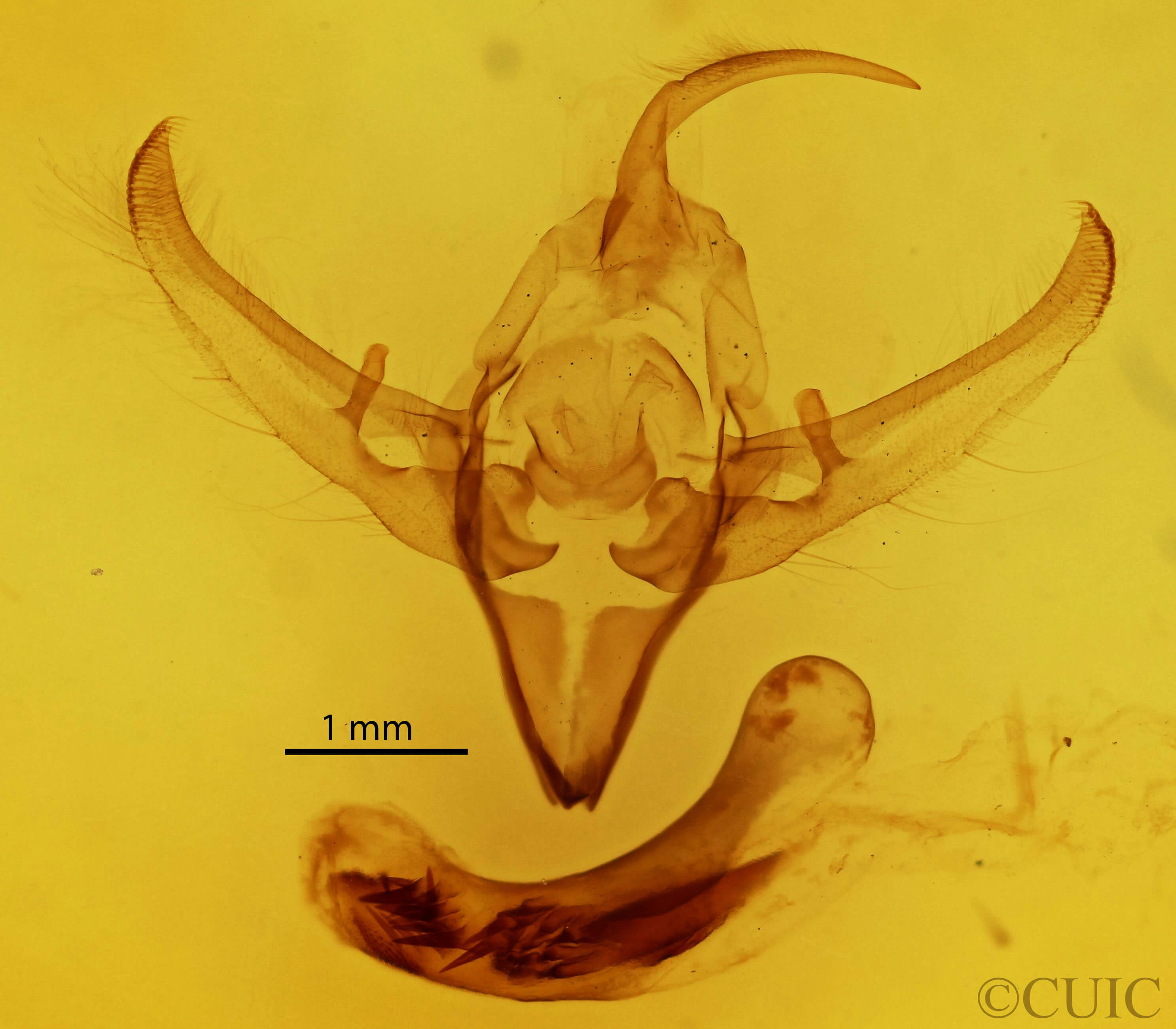 genitalia view of adult Meganephria bimaculosa