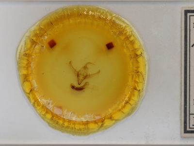 slide view of adult Meganephria bimaculosa