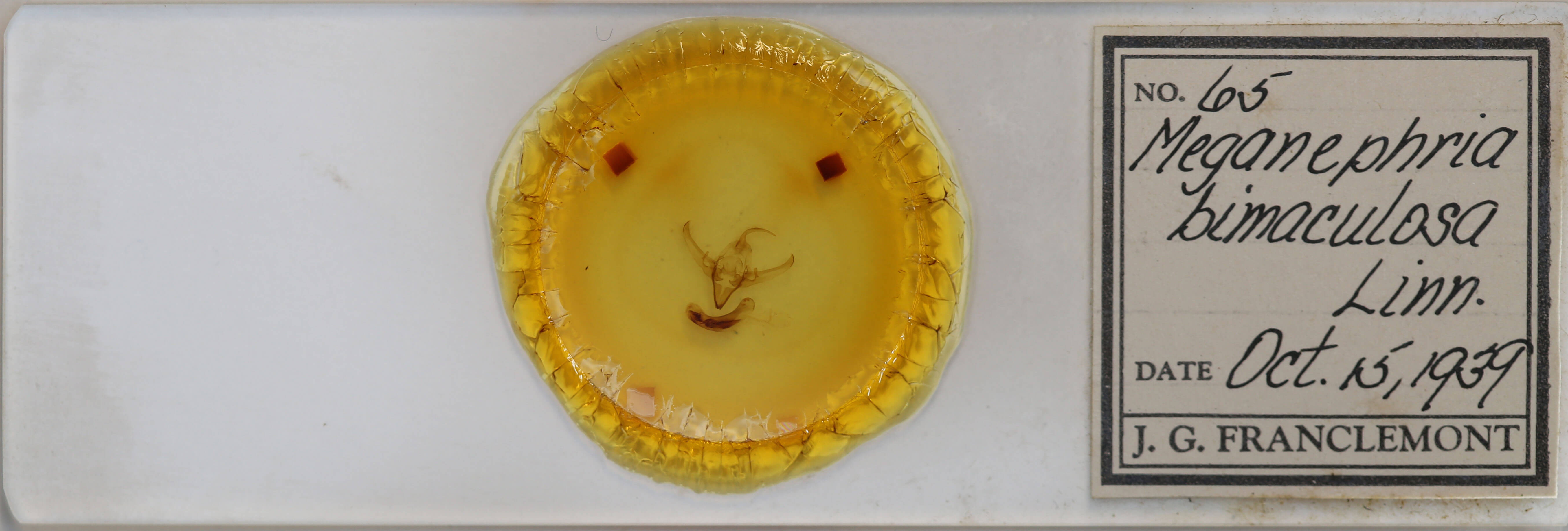 slide view of adult Meganephria bimaculosa