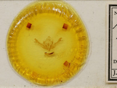 slide view of adult Polymixis flavicincta