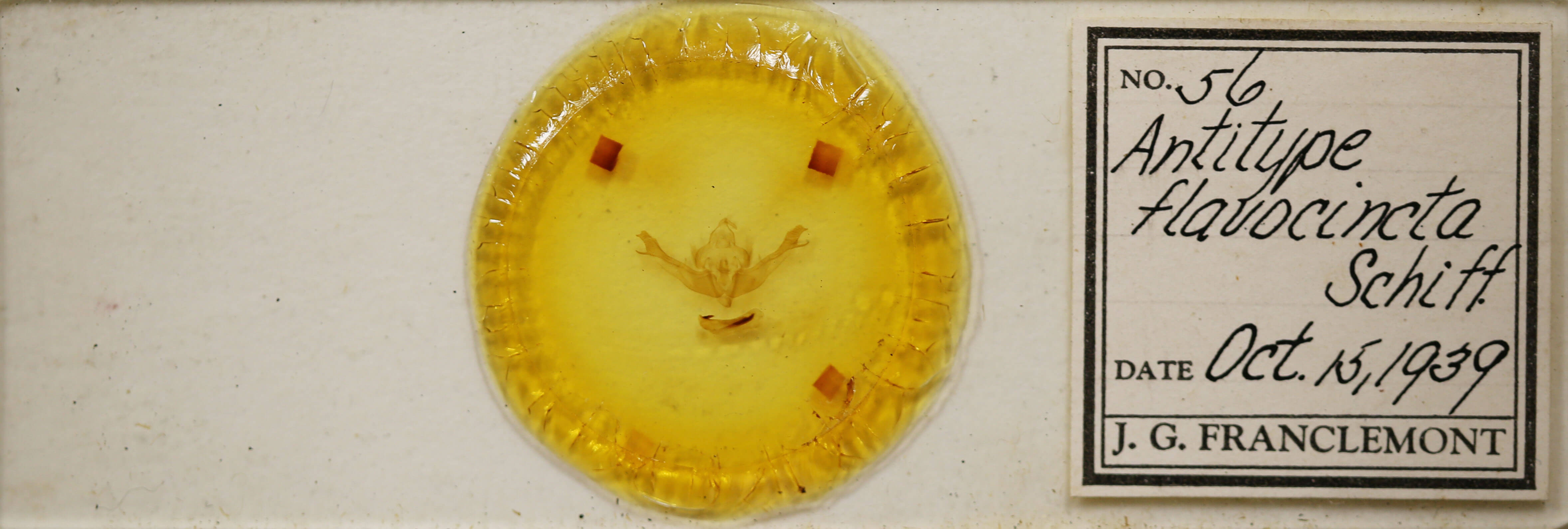 slide view of adult Polymixis flavicincta