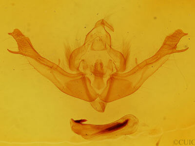 genitalia view of adult Polymixis flavicincta