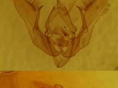 genitalia view of adult Pseudanarta perplexa