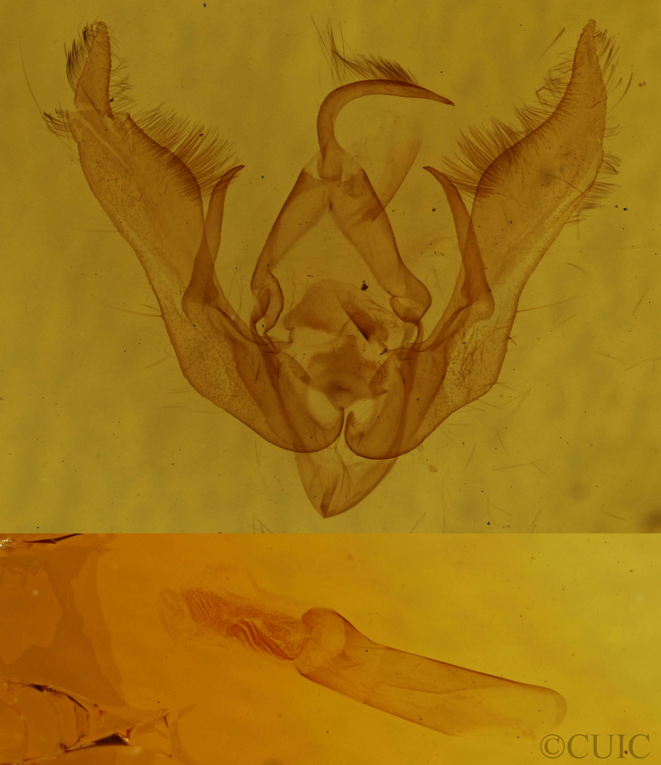 genitalia view of adult Pseudanarta perplexa