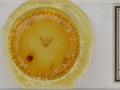 slide view of adult Pseudanarta perplexa