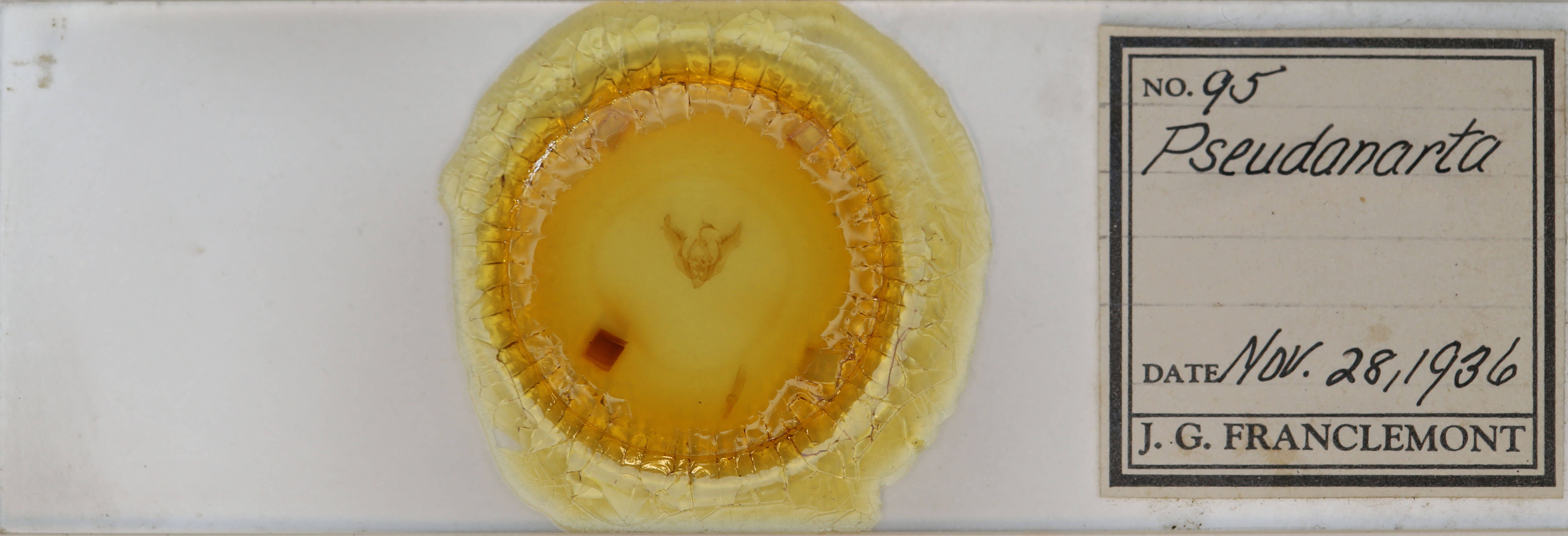 slide view of adult Pseudanarta perplexa