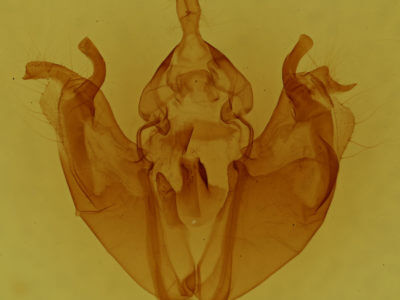 genitalia view of adult Pyreferra ceromatica