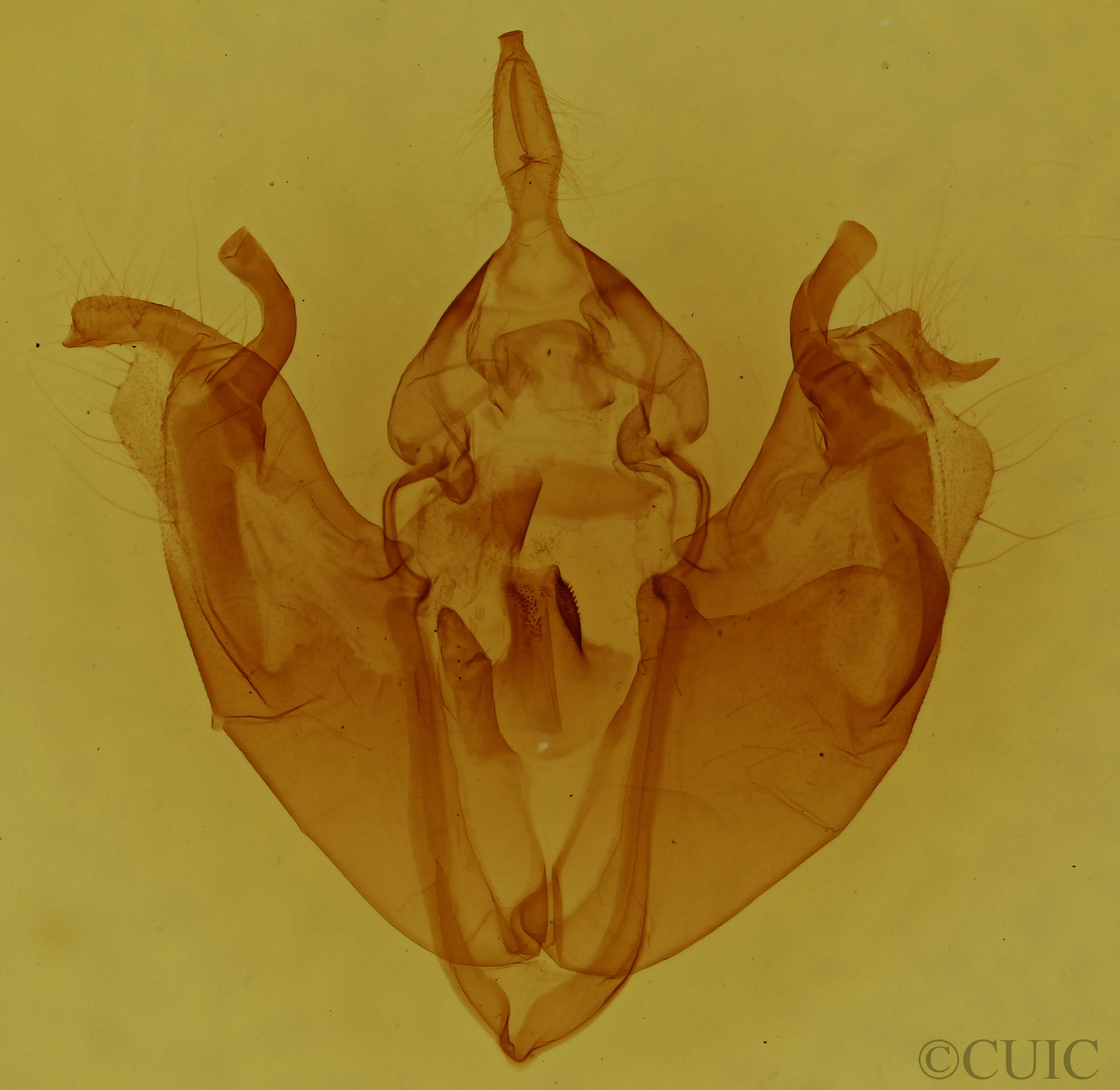 genitalia view of adult Pyreferra ceromatica
