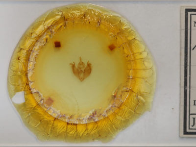 slide view of adult Pyreferra ceromatica