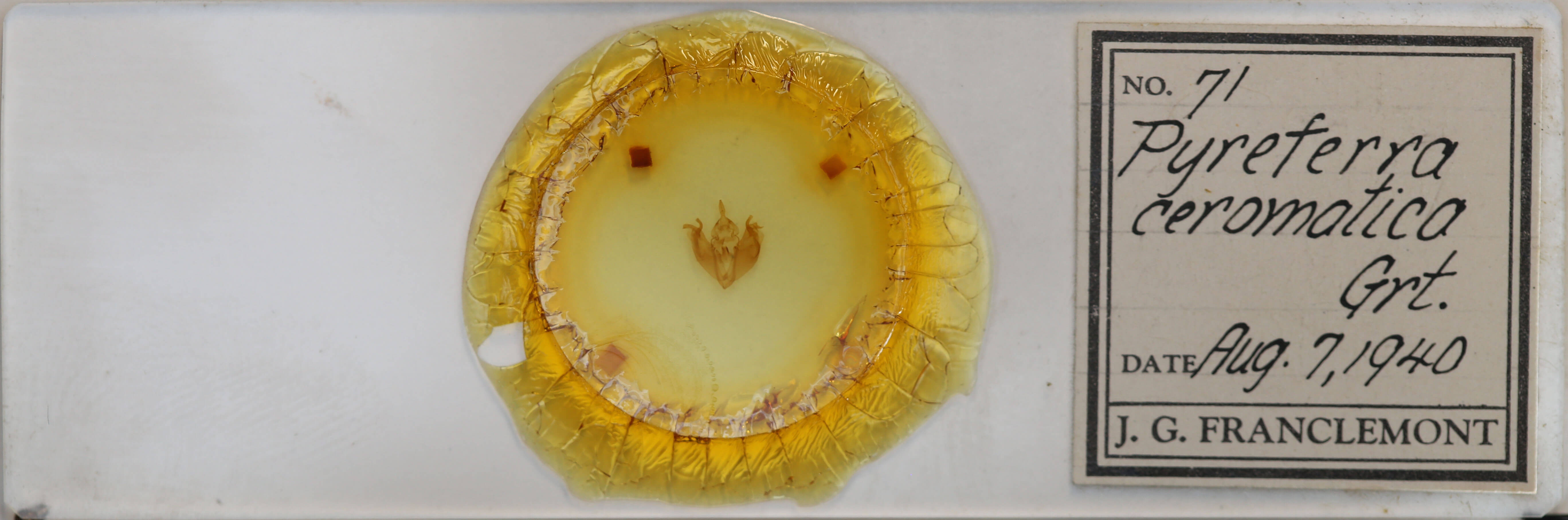 slide view of adult Pyreferra ceromatica