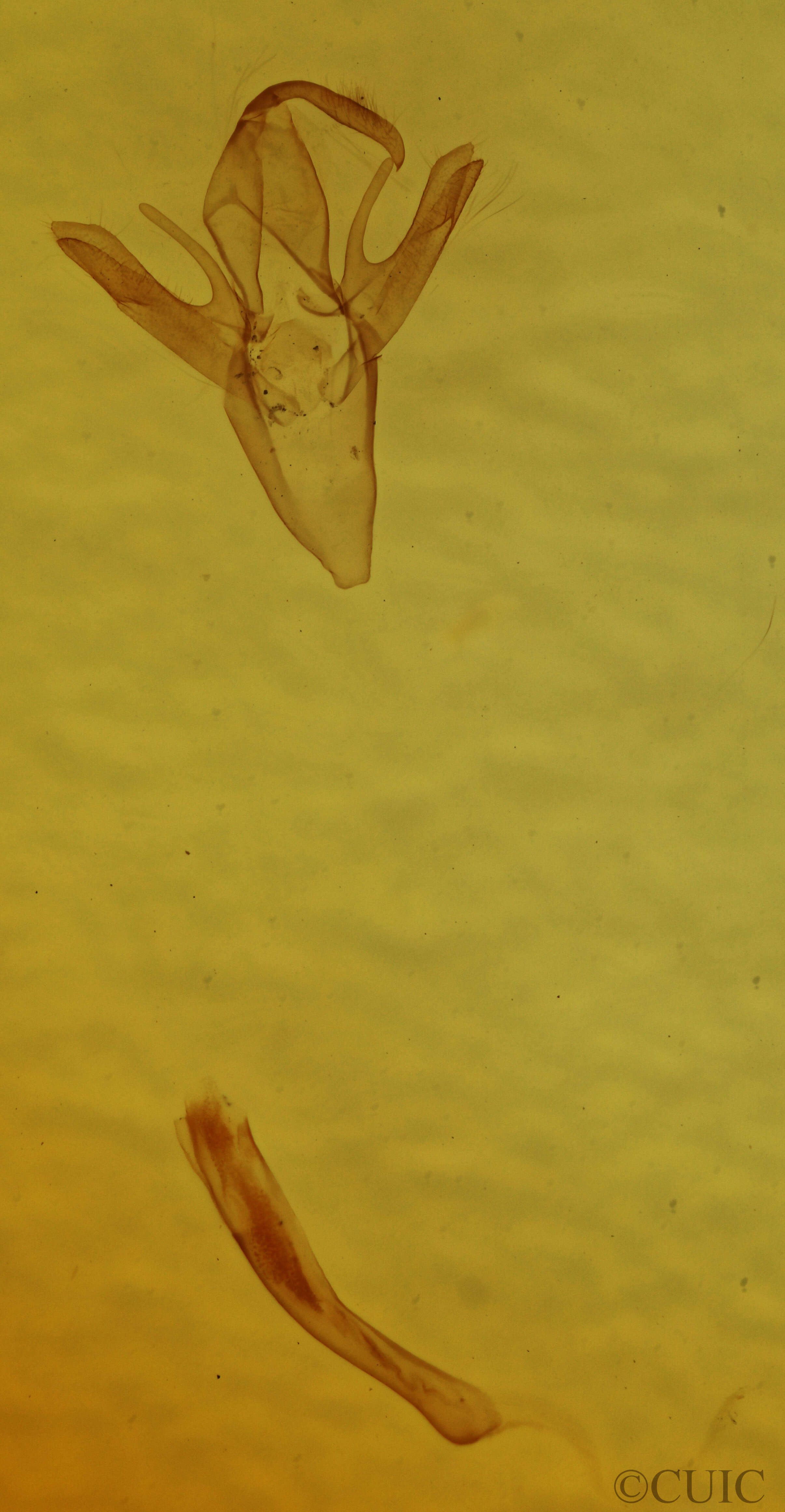 genitalia view of adult Renia adspergillus