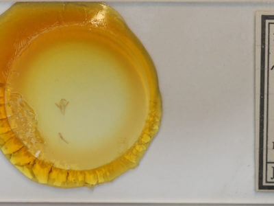 slide view of adult Renia adspergillus