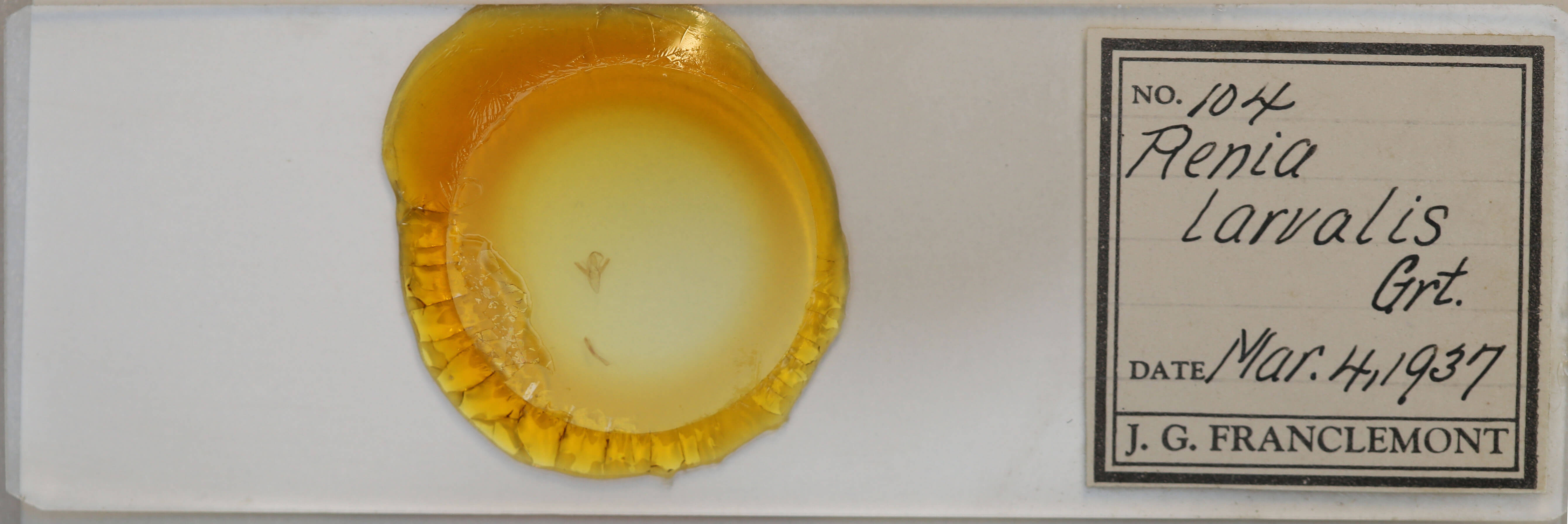 slide view of adult Renia adspergillus