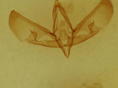 genitalia view of adult Sympistis dentata