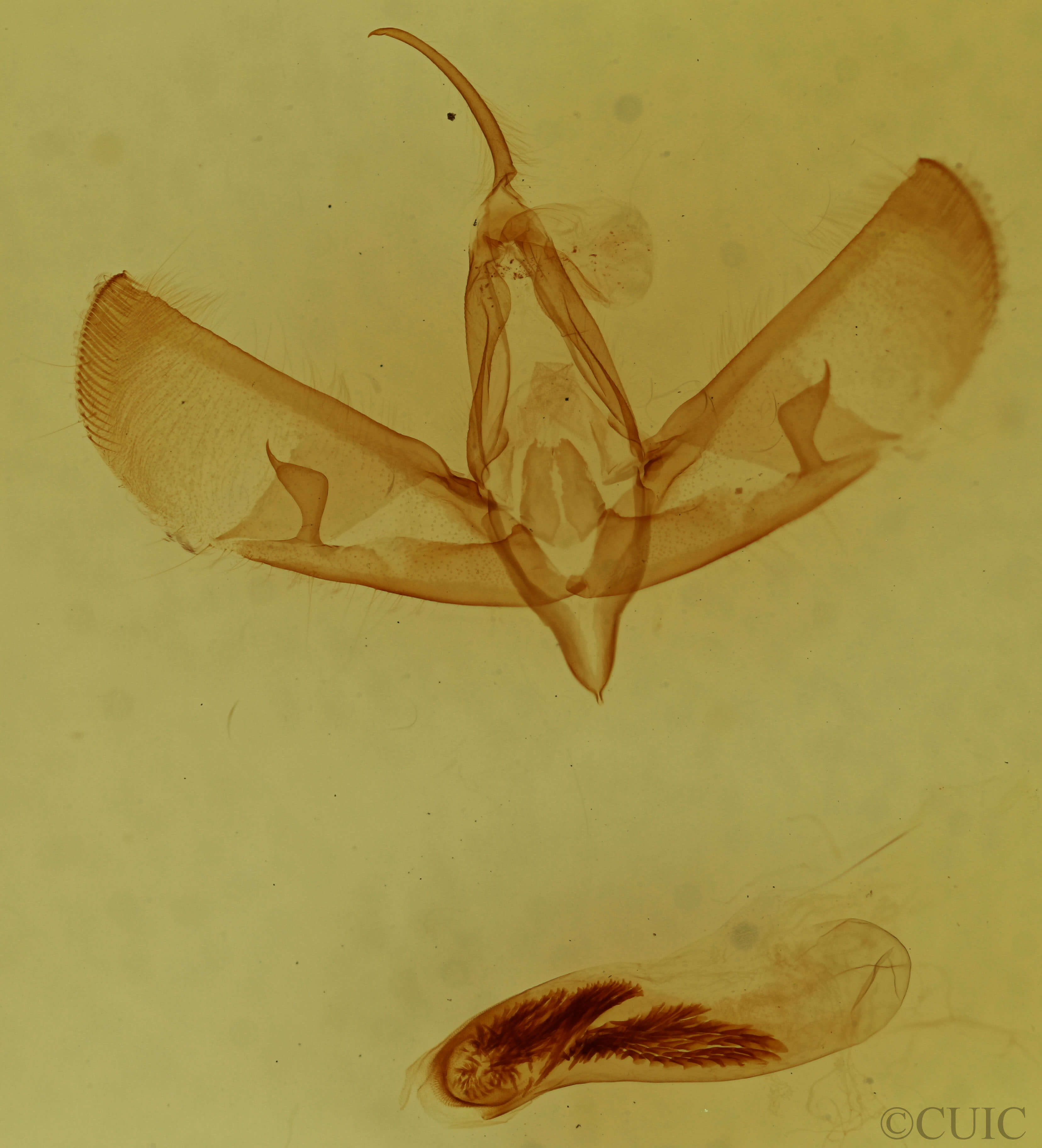 genitalia view of adult Sympistis dentata