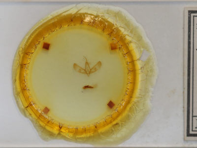 slide view of adult Sympistis dentata