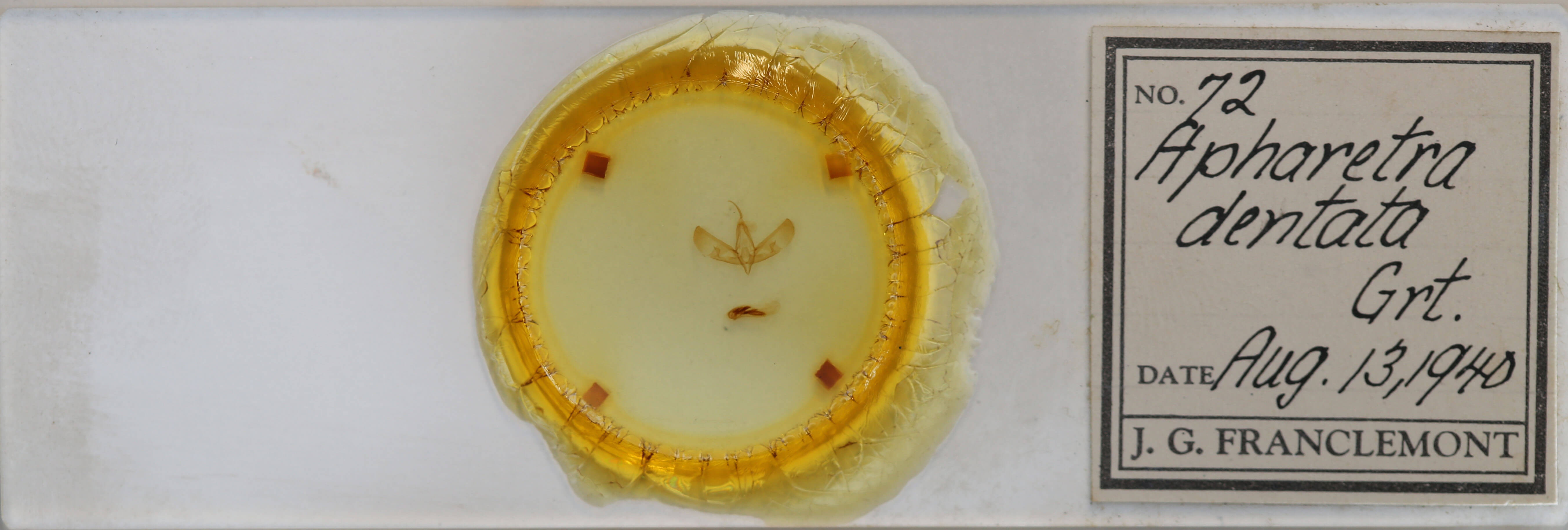 slide view of adult Sympistis dentata