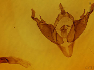 genitalia view of adult Abagrotis cupida