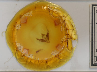 slide view of adult Abagrotis cupida