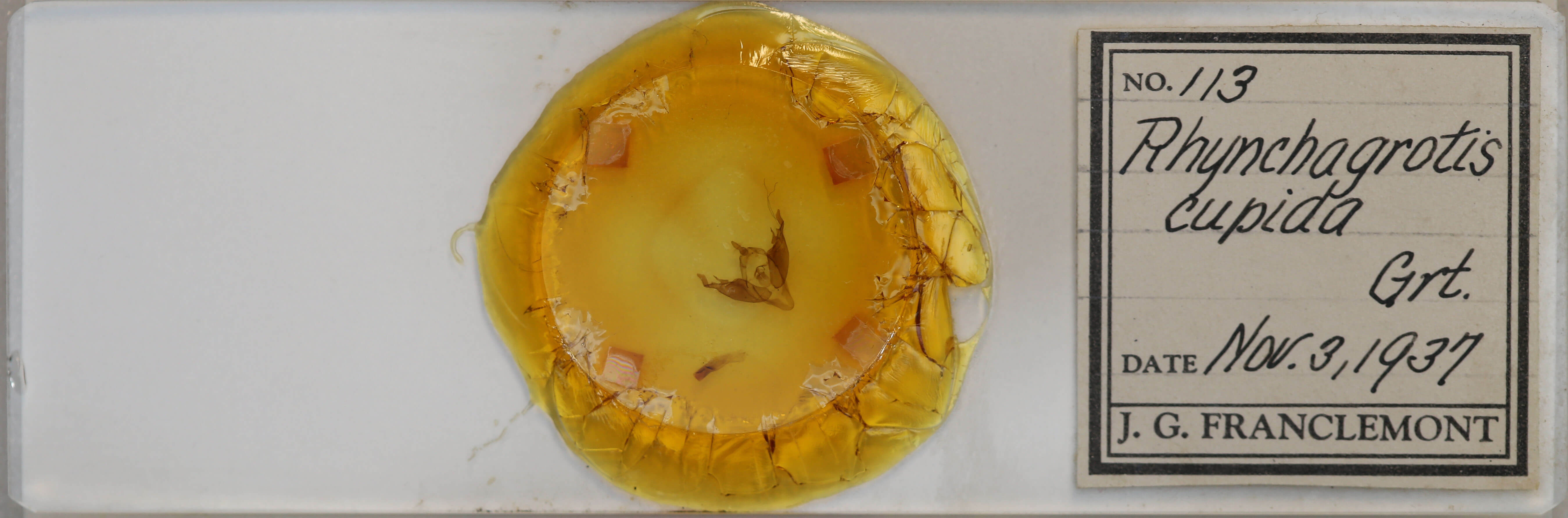 slide view of adult Abagrotis cupida