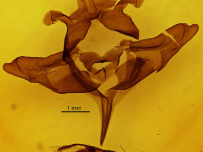 genitalia view of adult Colocasia flavicornis
