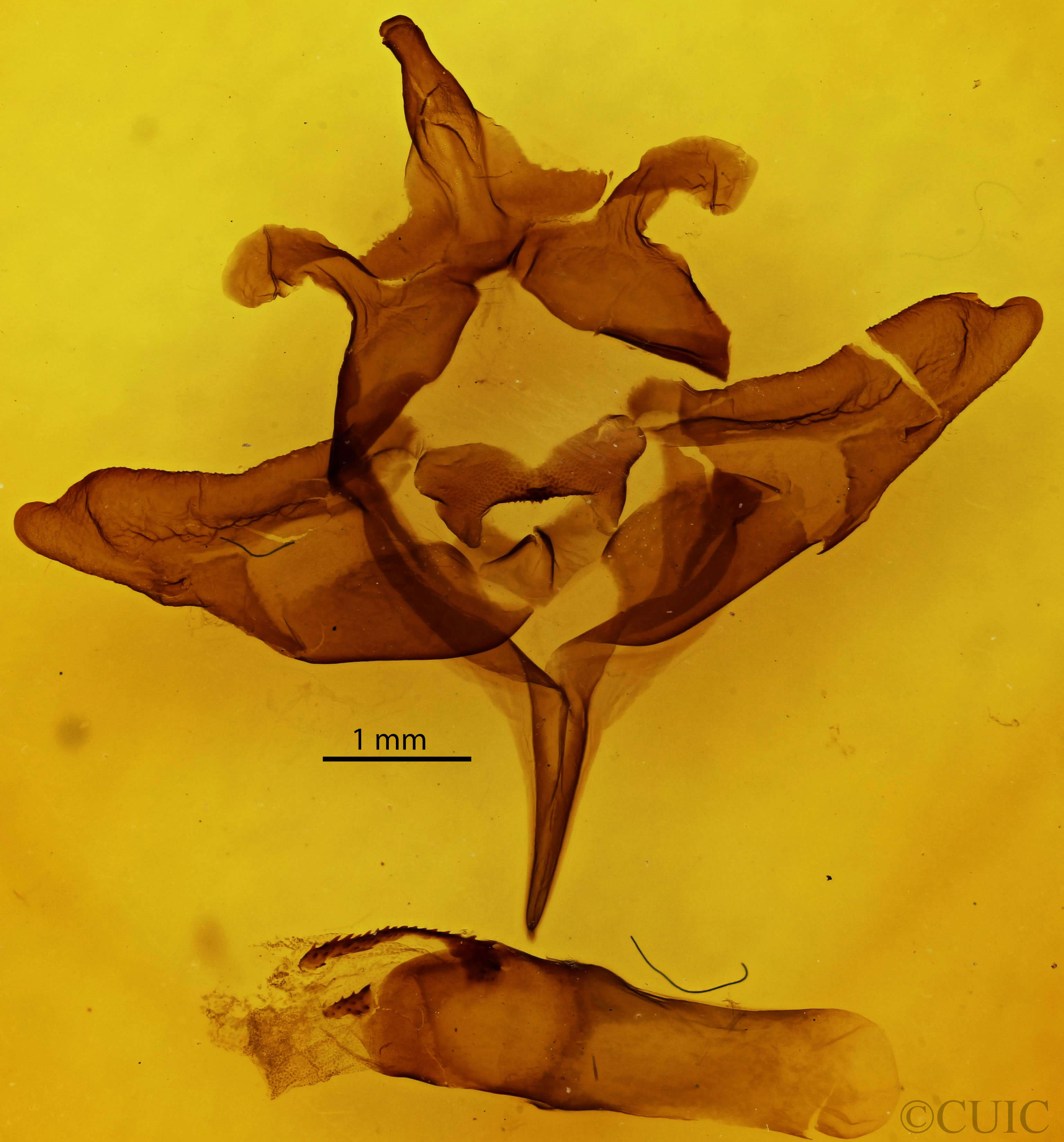 genitalia view of adult Colocasia flavicornis